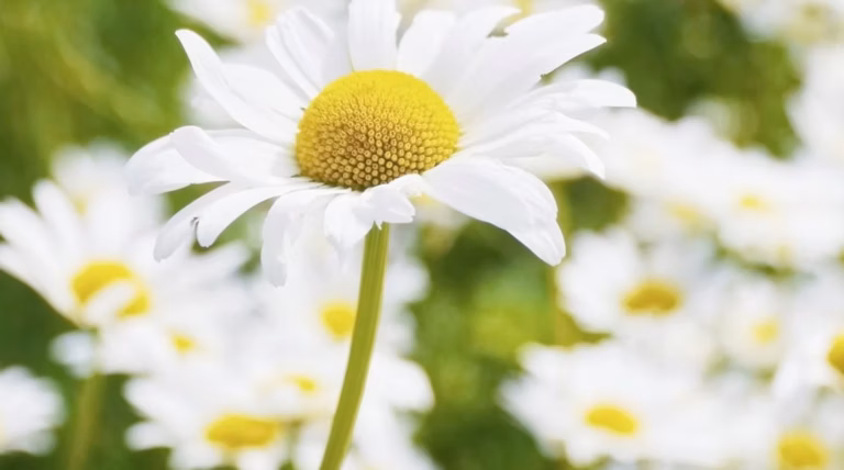 Cultiver la fleur gaillarde : guide complet
