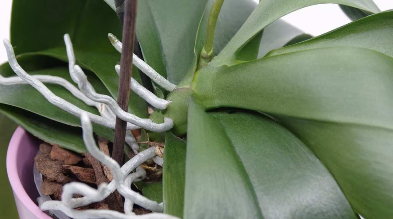 Comment entretenir le dieffenbachia, cette plante d&rsquo;intérieur ?