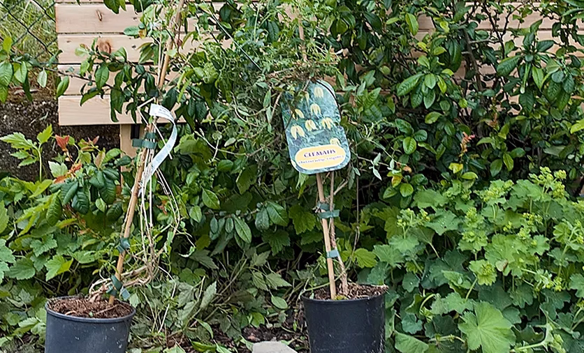 Comment reconnaître et traiter les altises au jardin ?